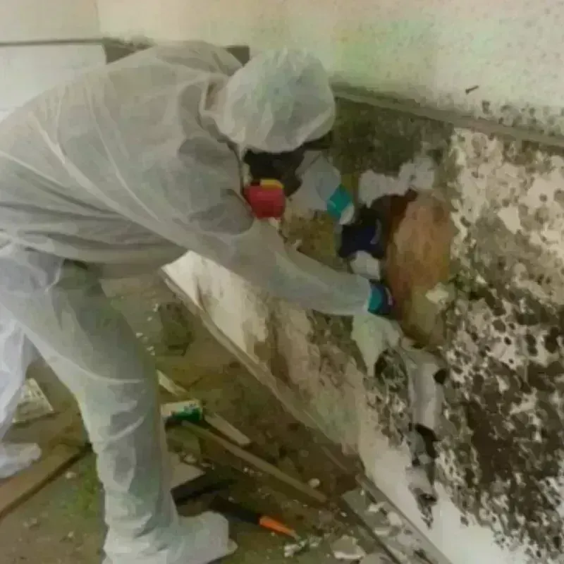 Mold Remediation and Removal in City of Fairfax, VA